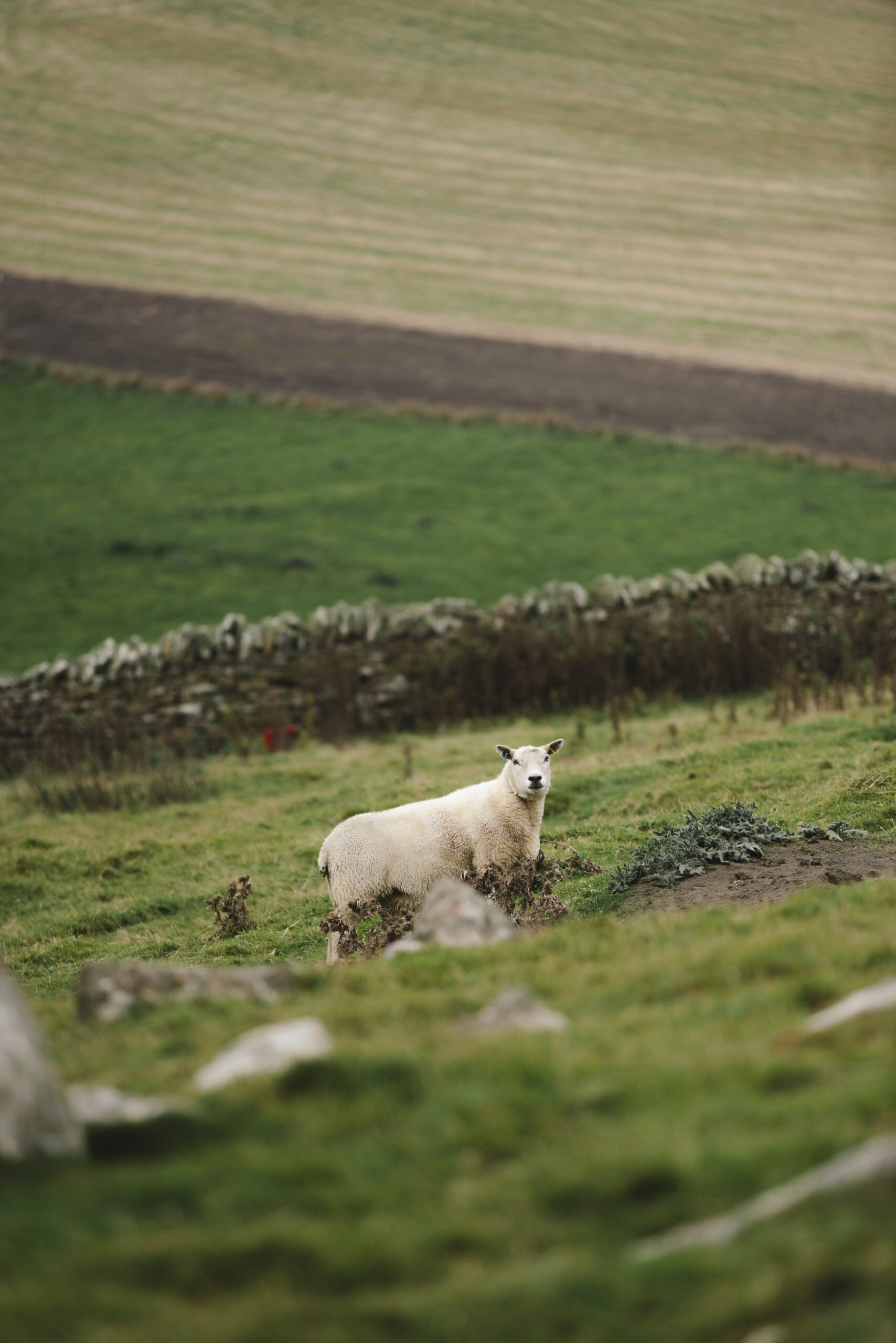 From Shetland to Vispring