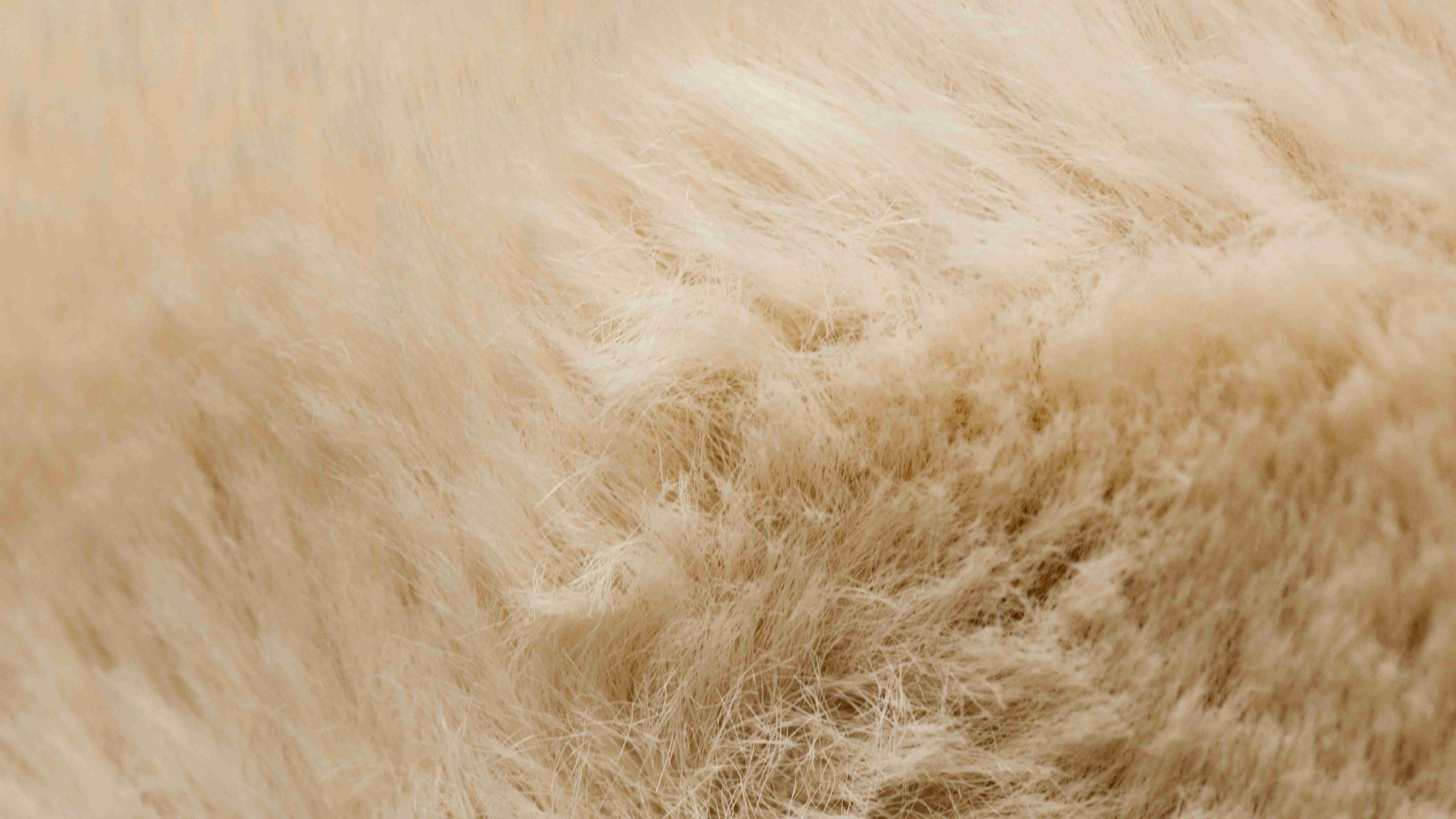 Alpaca
