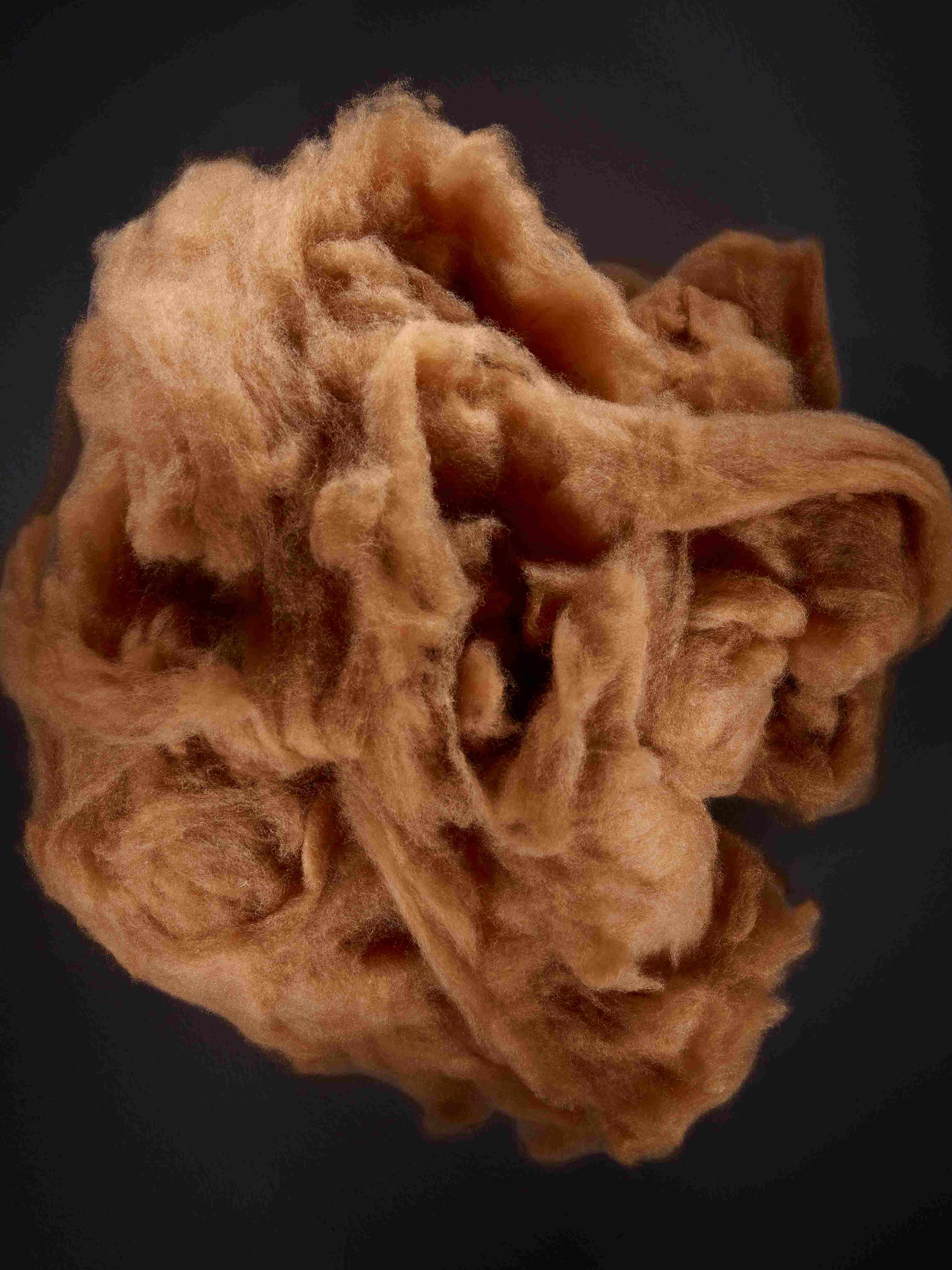 Vicuña
